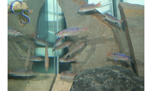 Cyprichromis leptosoma utinta